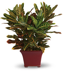 Stately Croton from Boulevard Florist Wholesale Market